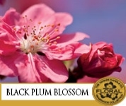 Black Plum Blossom Duftvoks.